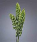 زنگوله ایرلندی